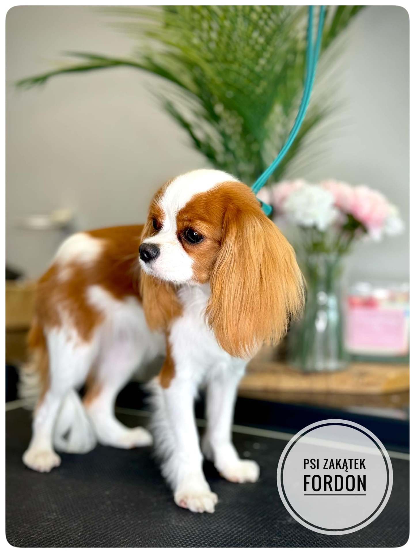 Cavalier King Charles spaniel po pielęgnacji – Psi Zakątek Fordon