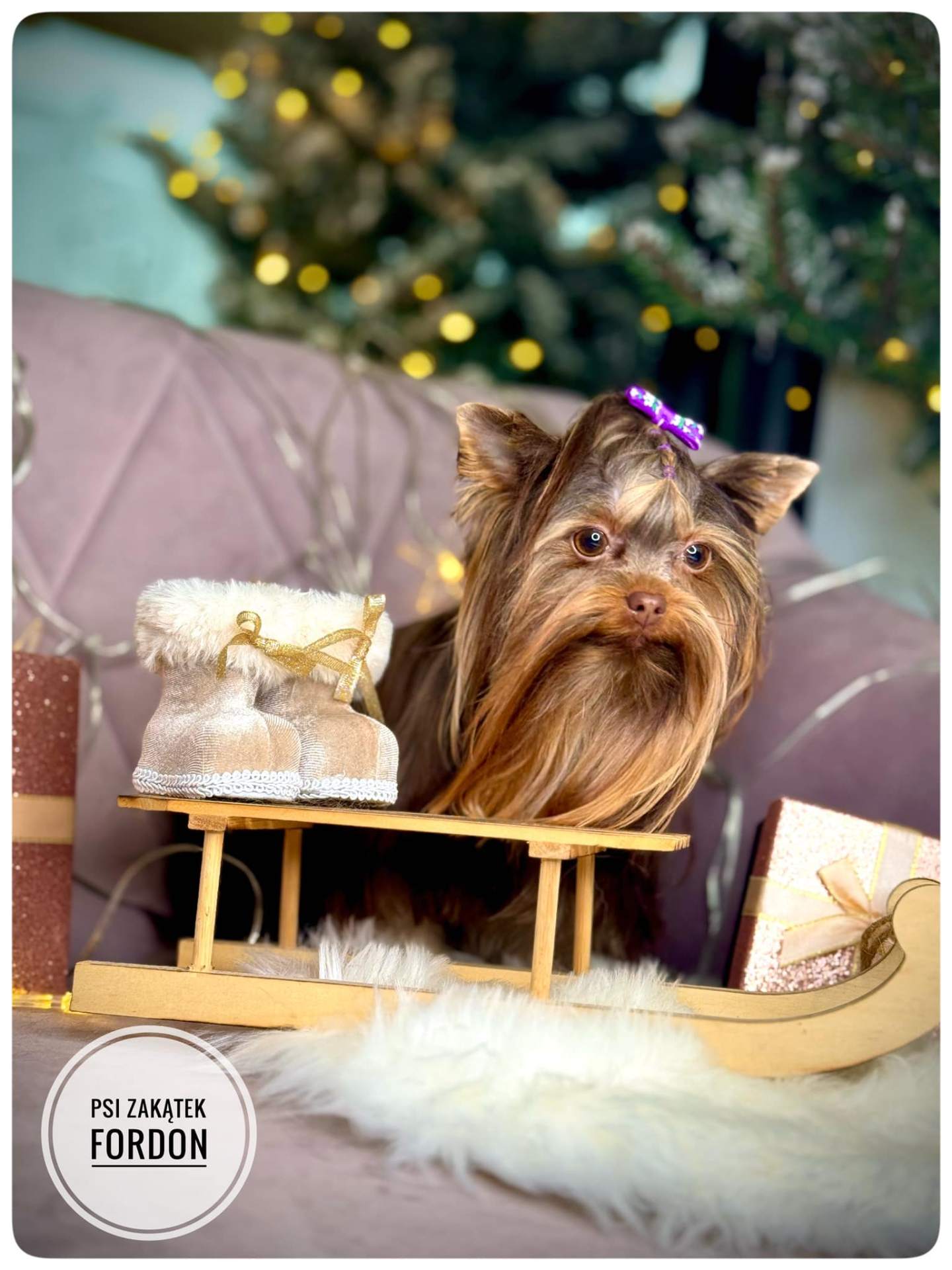 Yorkshire terrier w świątecznej sesji – salon Psi Zakątek Fordon