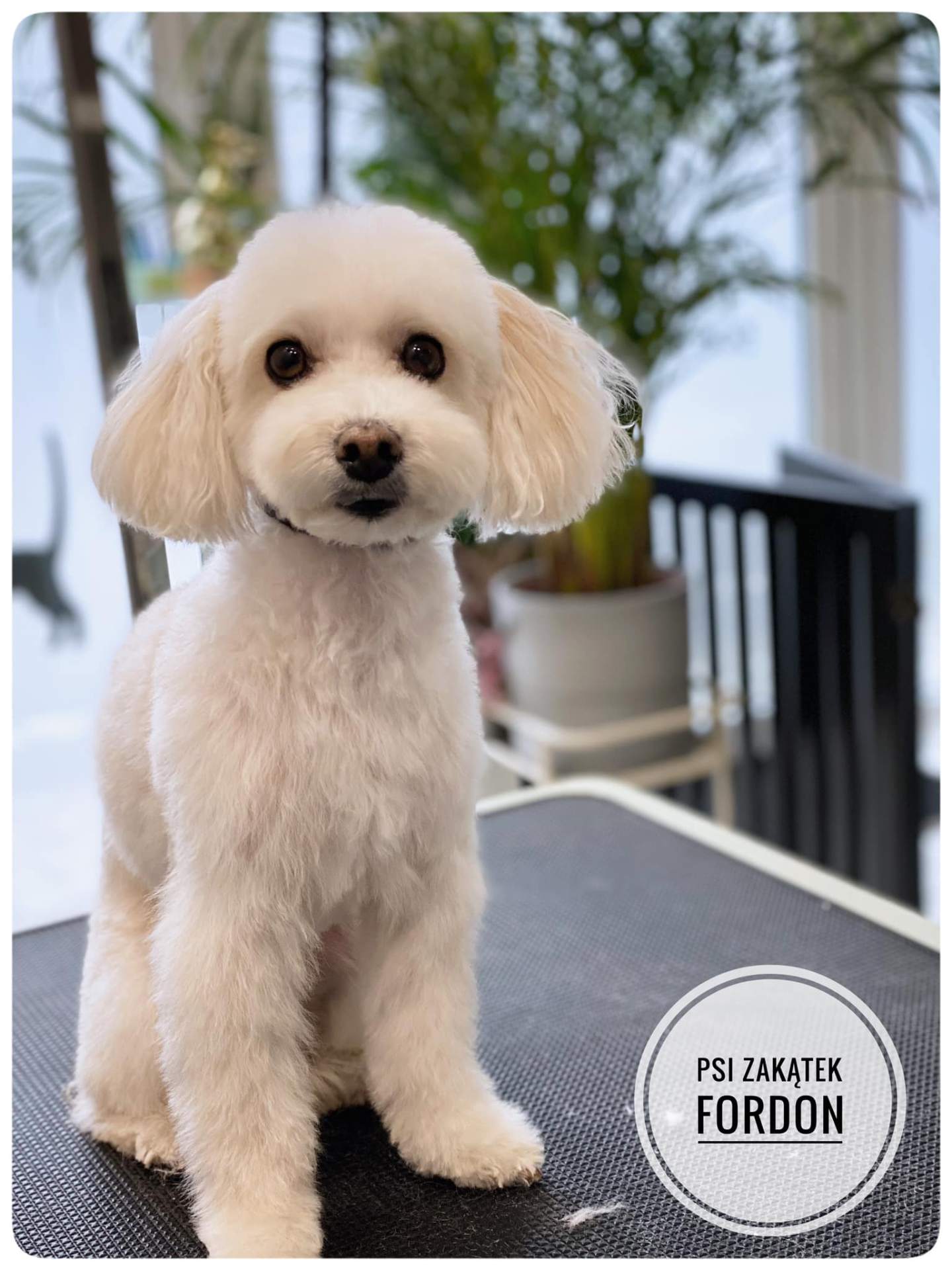 Maltipoo po strzyżeniu – profesjonalny grooming Psi Zakątek Fordon