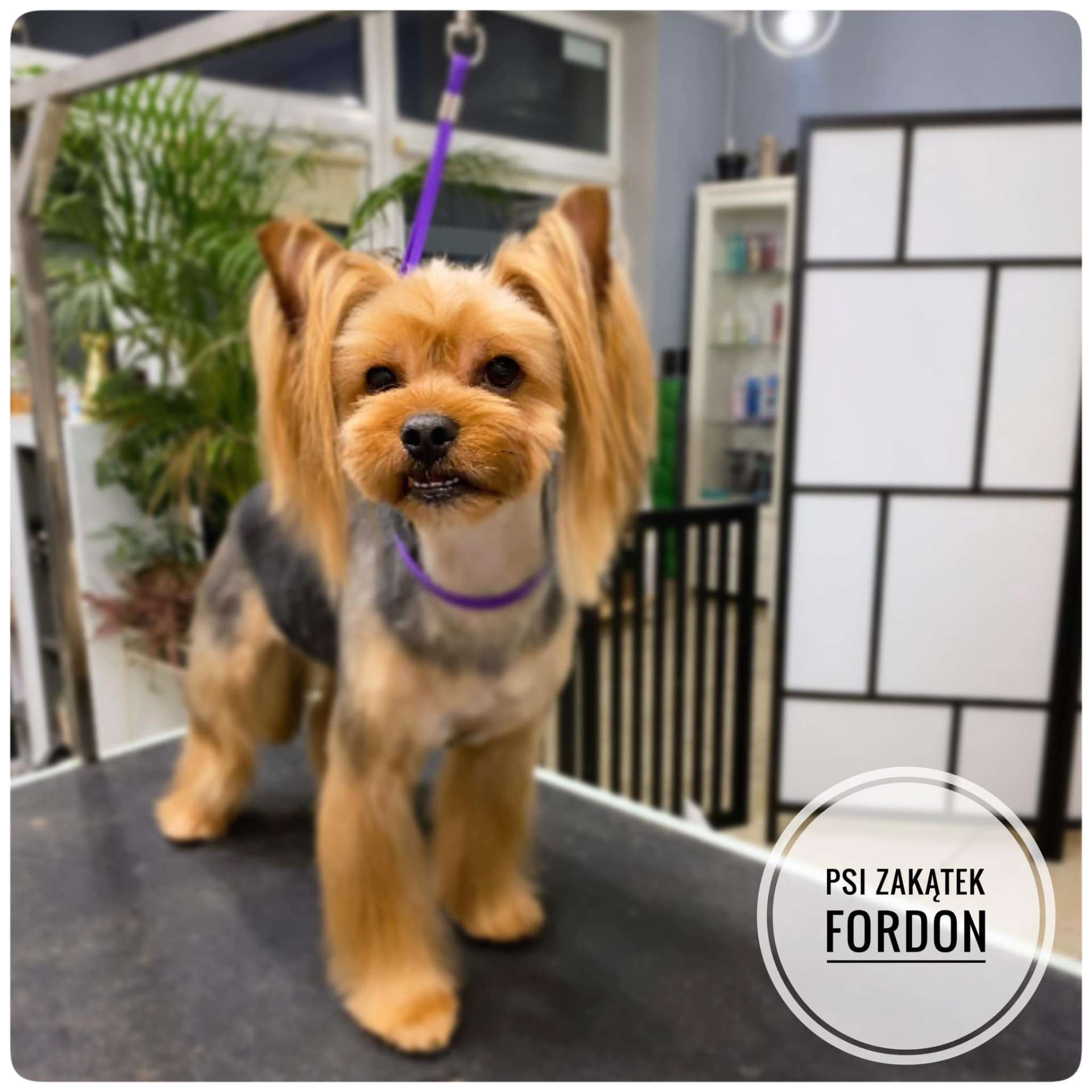 Yorkshire terrier po groomingu – salon Psi Zakątek Fordon Bydgoszcz