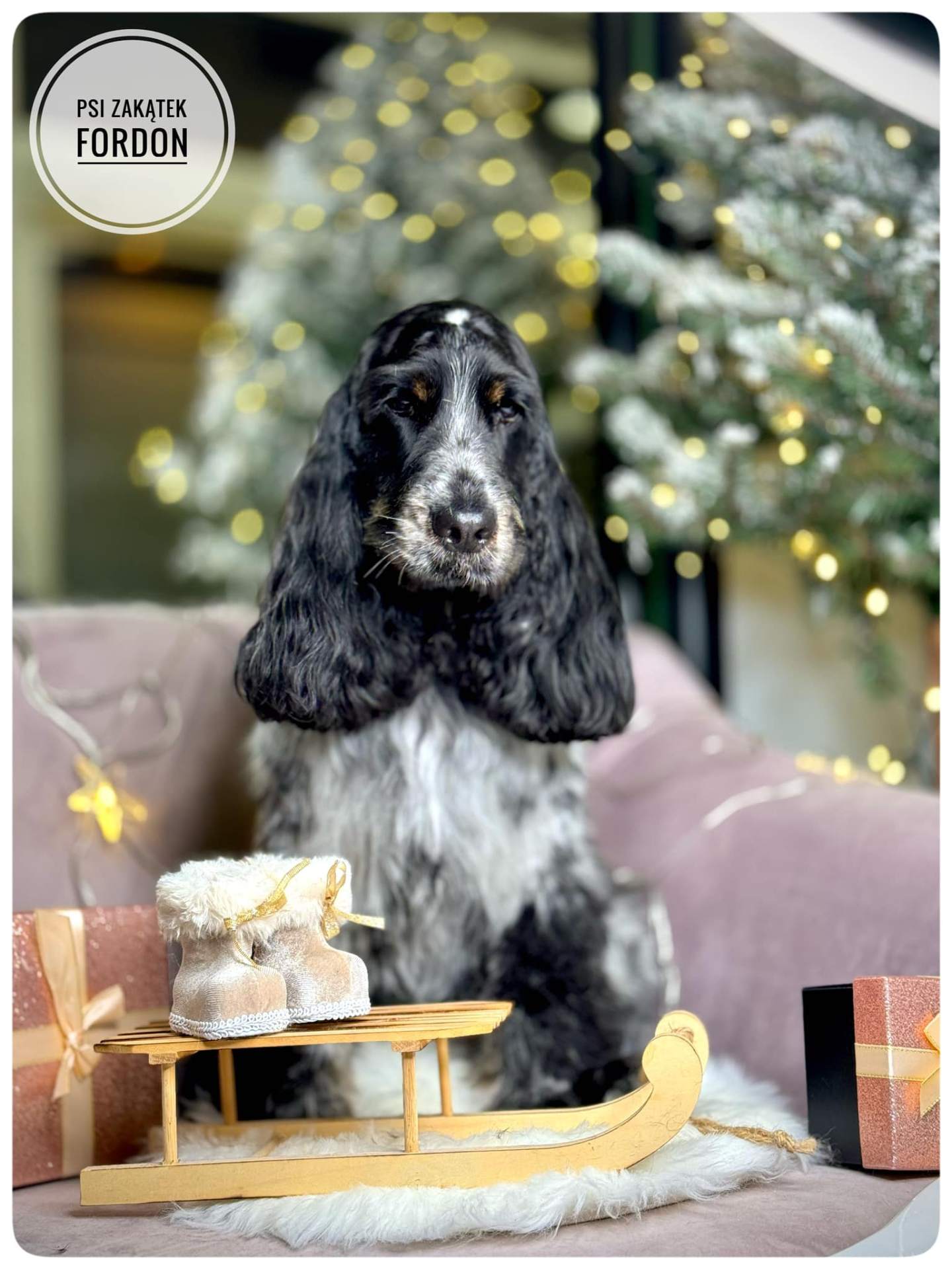 Pielęgnacja spaniel cocker – strzyżenie w salonie Psi Zakątek Bydgoszcz