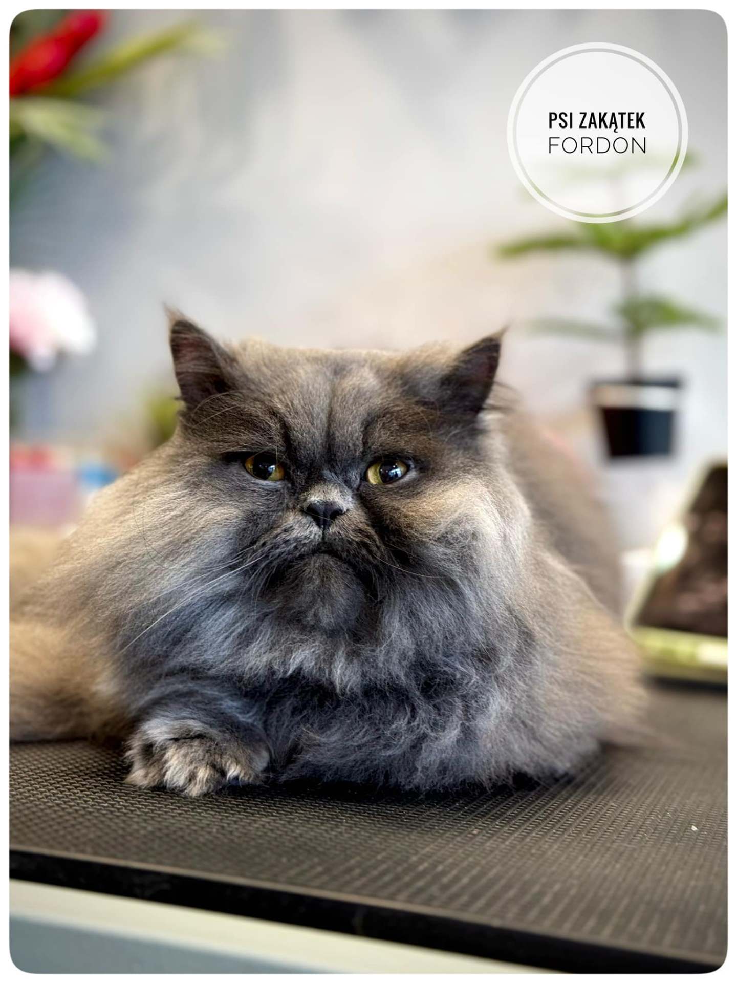 Kot po groomingu – salon Psi Zakątek Fordon Bydgoszcz