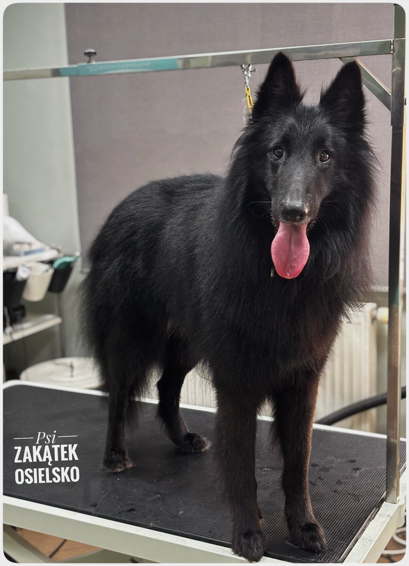 Grooming psa – efekt pielęgnacji w salonie Psi Zakątek Osielsko