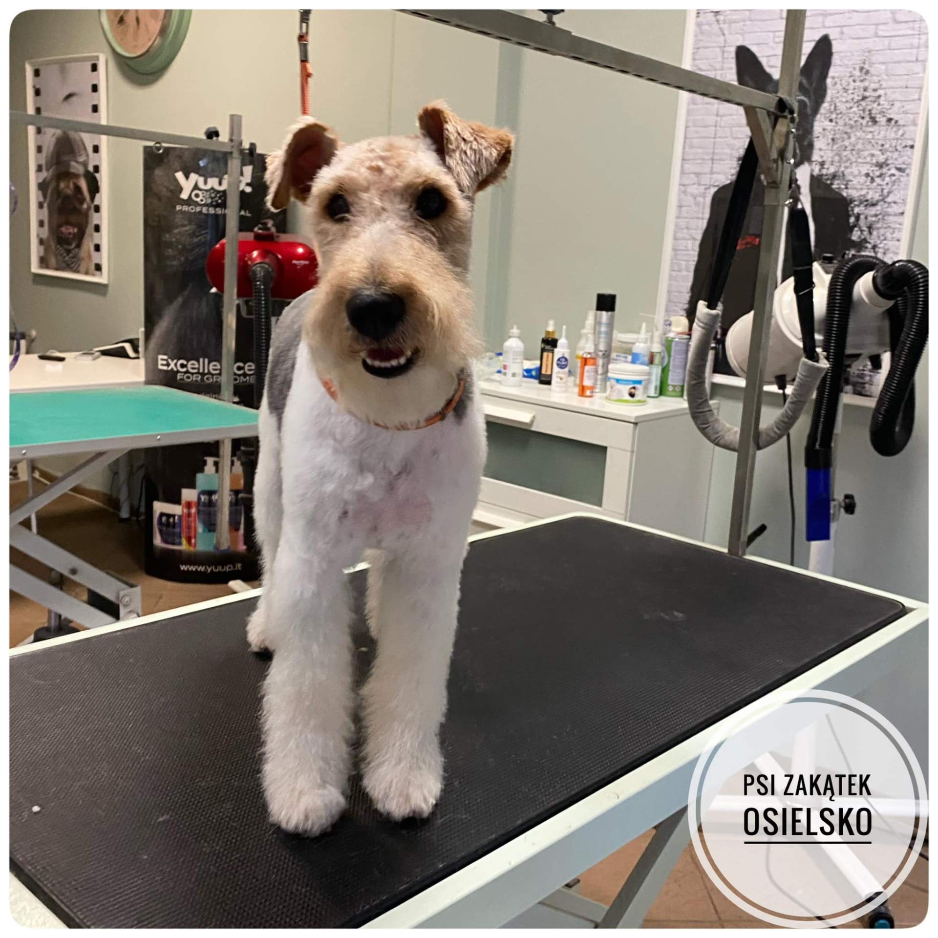 Fox terrier po trymowaniu – salon Psi Zakątek Osielsko