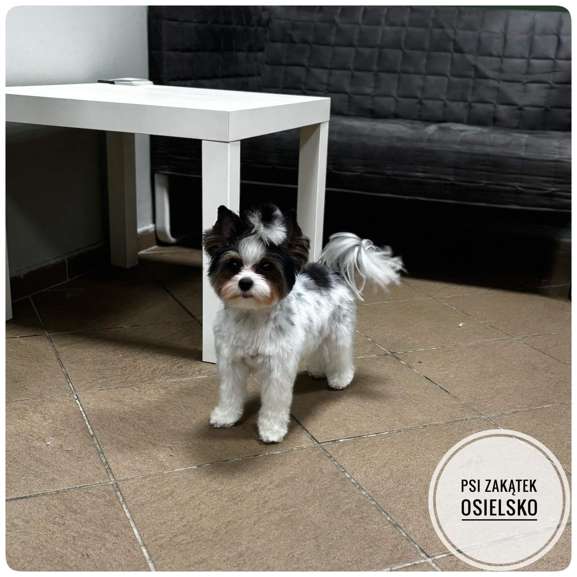 Biewer yorkshire terrier po strzyżeniu – Psi Zakątek Osielsko