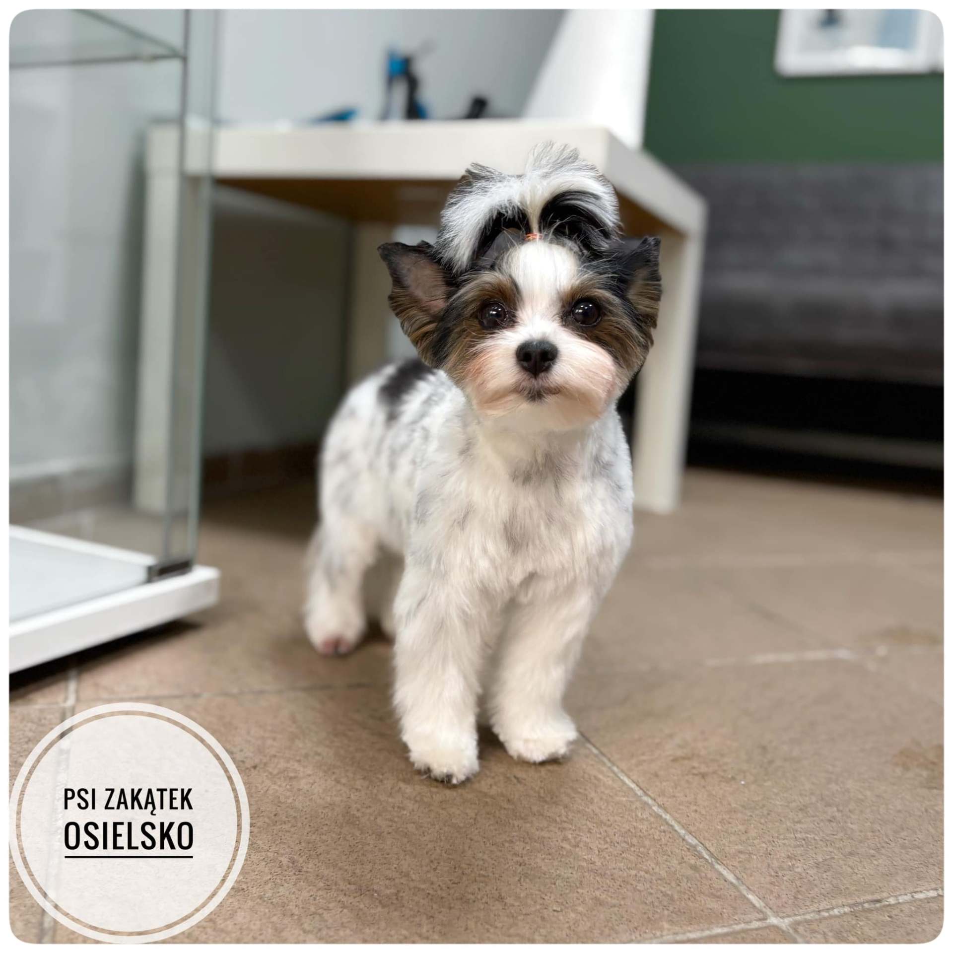 Biewer yorkshire terrier po groomingu – salon Psi Zakątek Osielsko