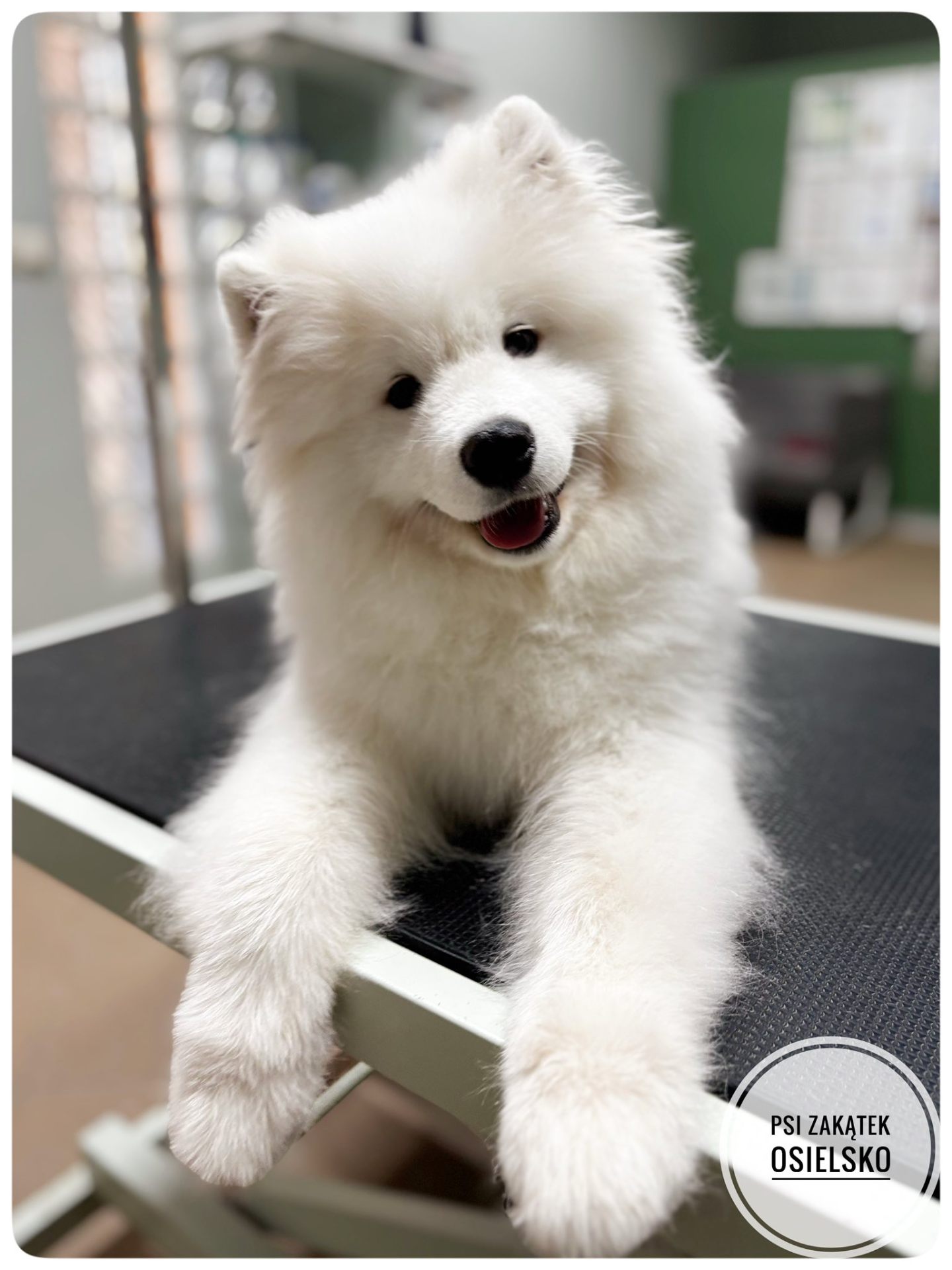 Samoyed na stole groomerskim – pielęgnacja w Psim Zakątku Osielsko