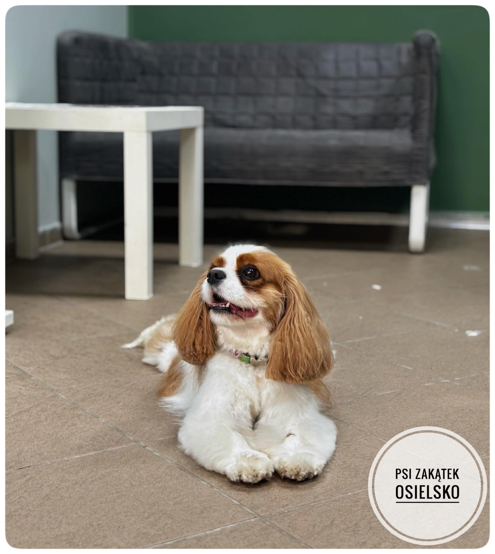 Cavalier King Charles spaniel w salonie Psi Zakątek Osielsko