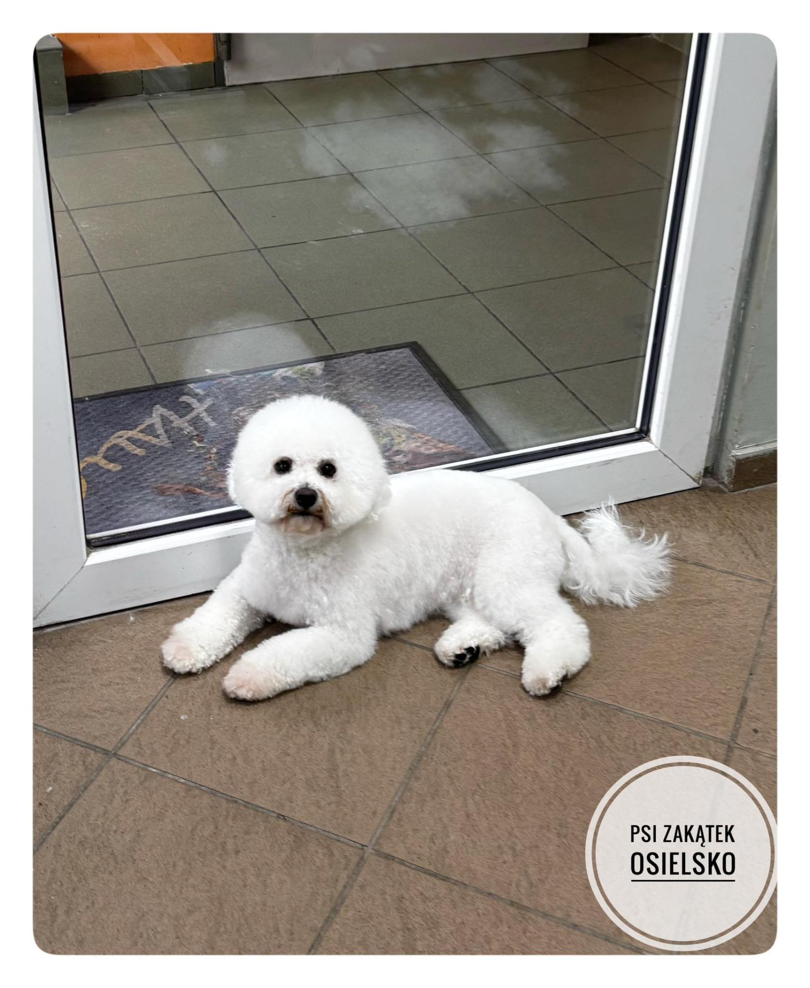 Bichon frise po strzyżeniu – efekt groomingu w Psim Zakątku Osielsko