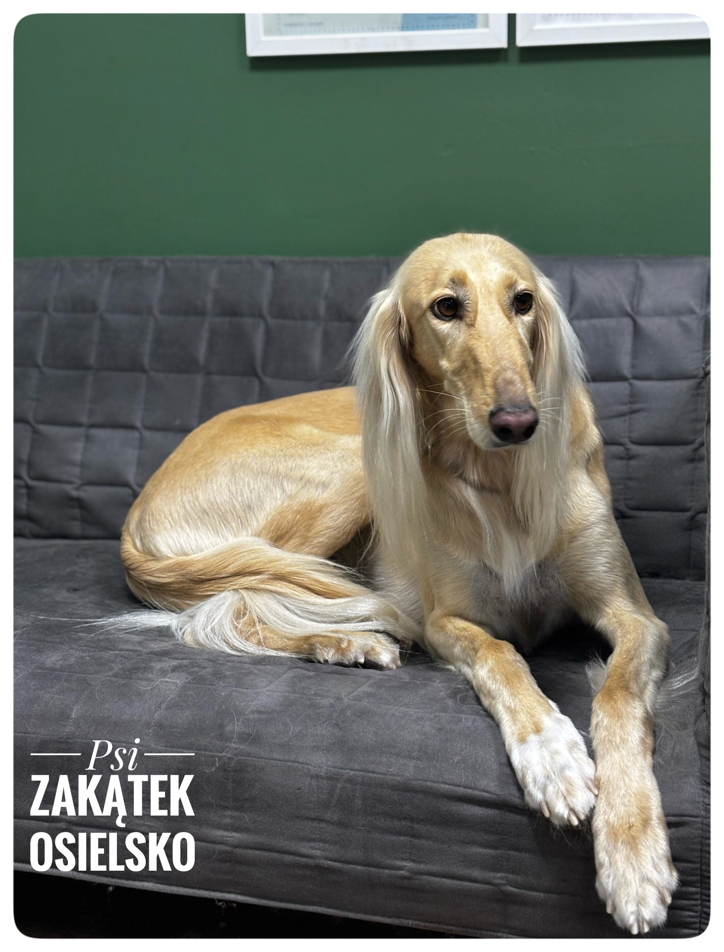 Strzyżenie psa w salonie groomerskim Psi Zakątek Osielsko