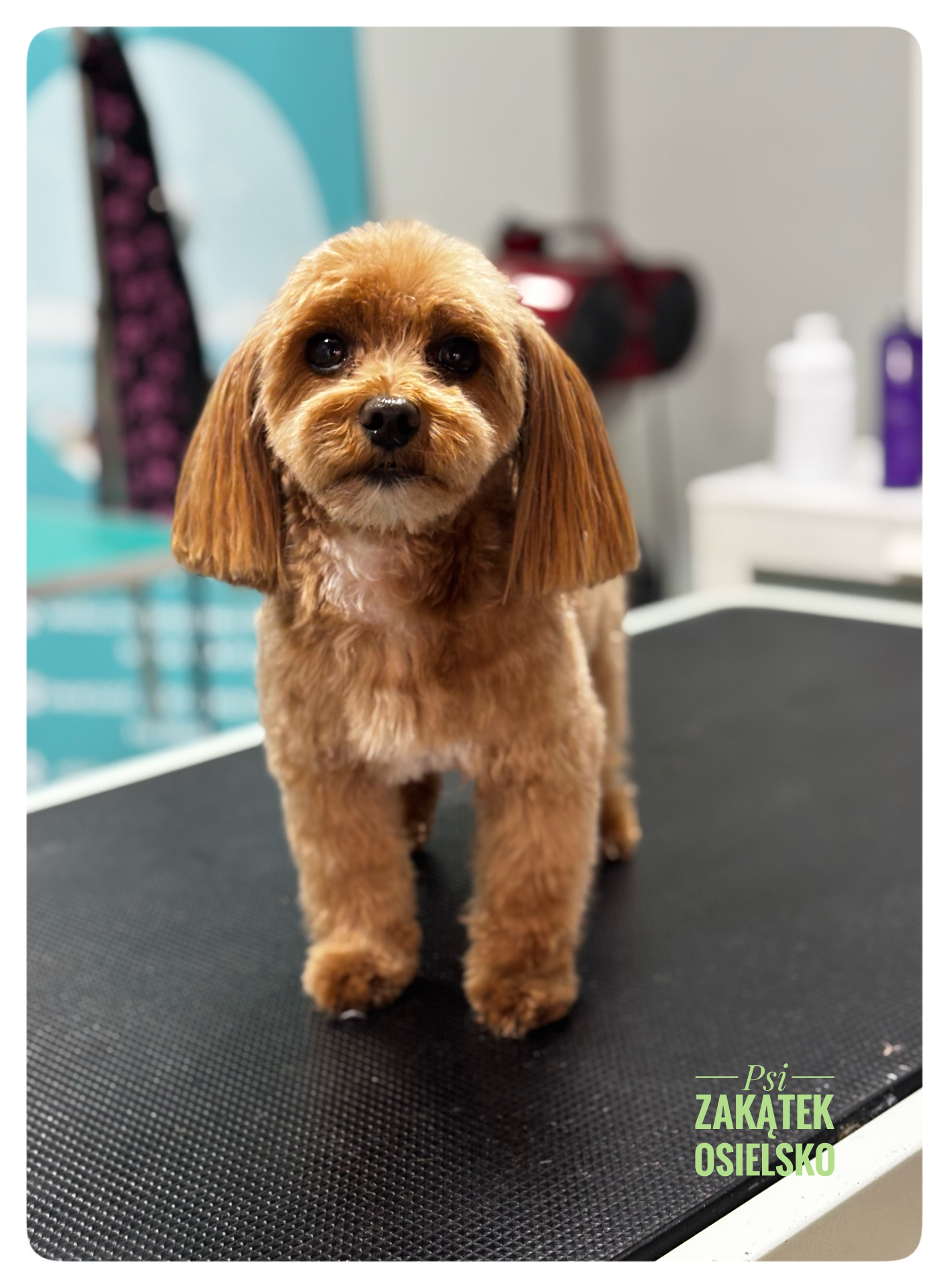 Cavapoo po strzyżeniu na stole groomerskim – Psi Zakątek Osielsko