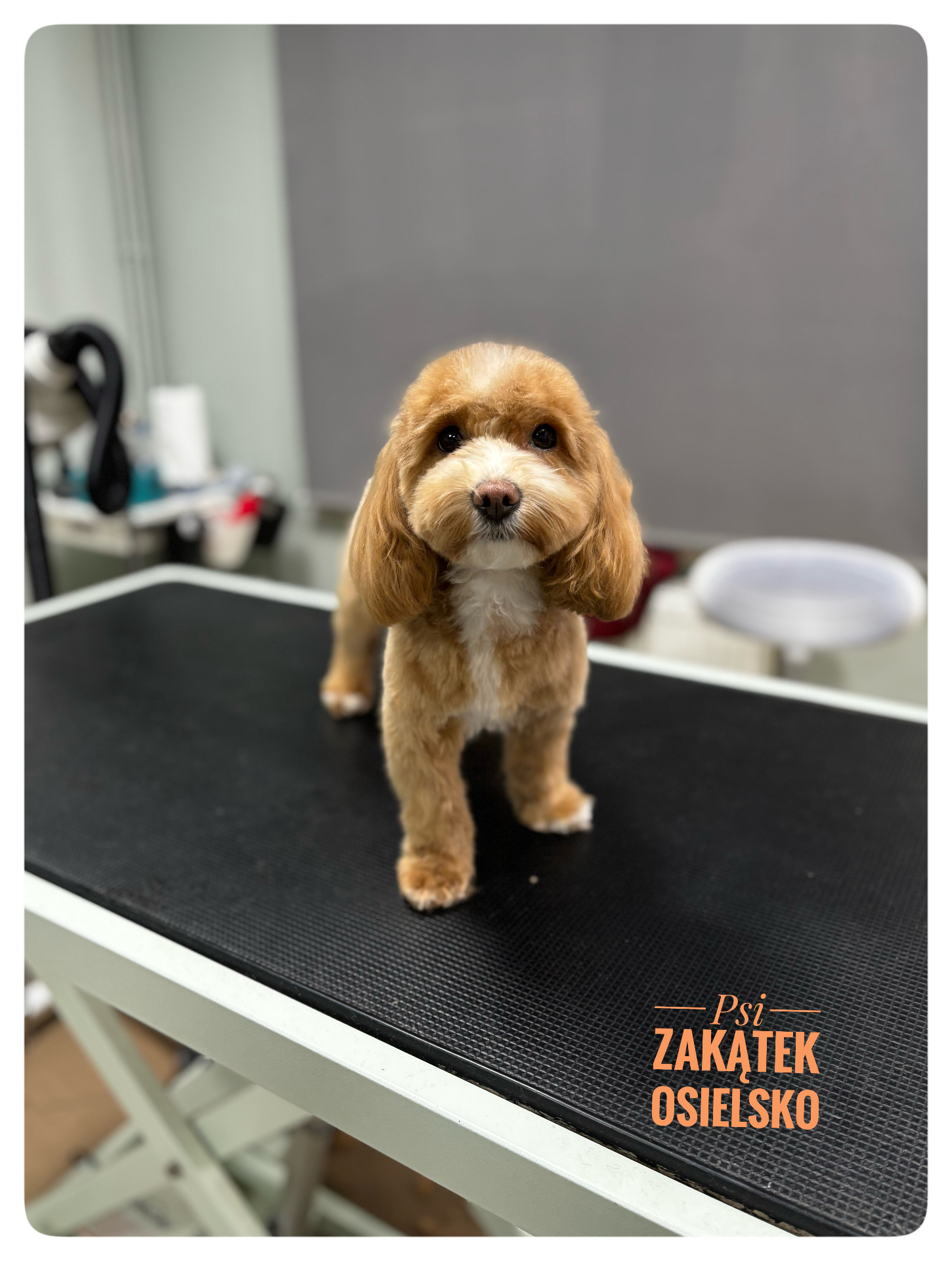 Cavapoo po strzyżeniu na stole groomerskim – Psi Zakątek Osielsko