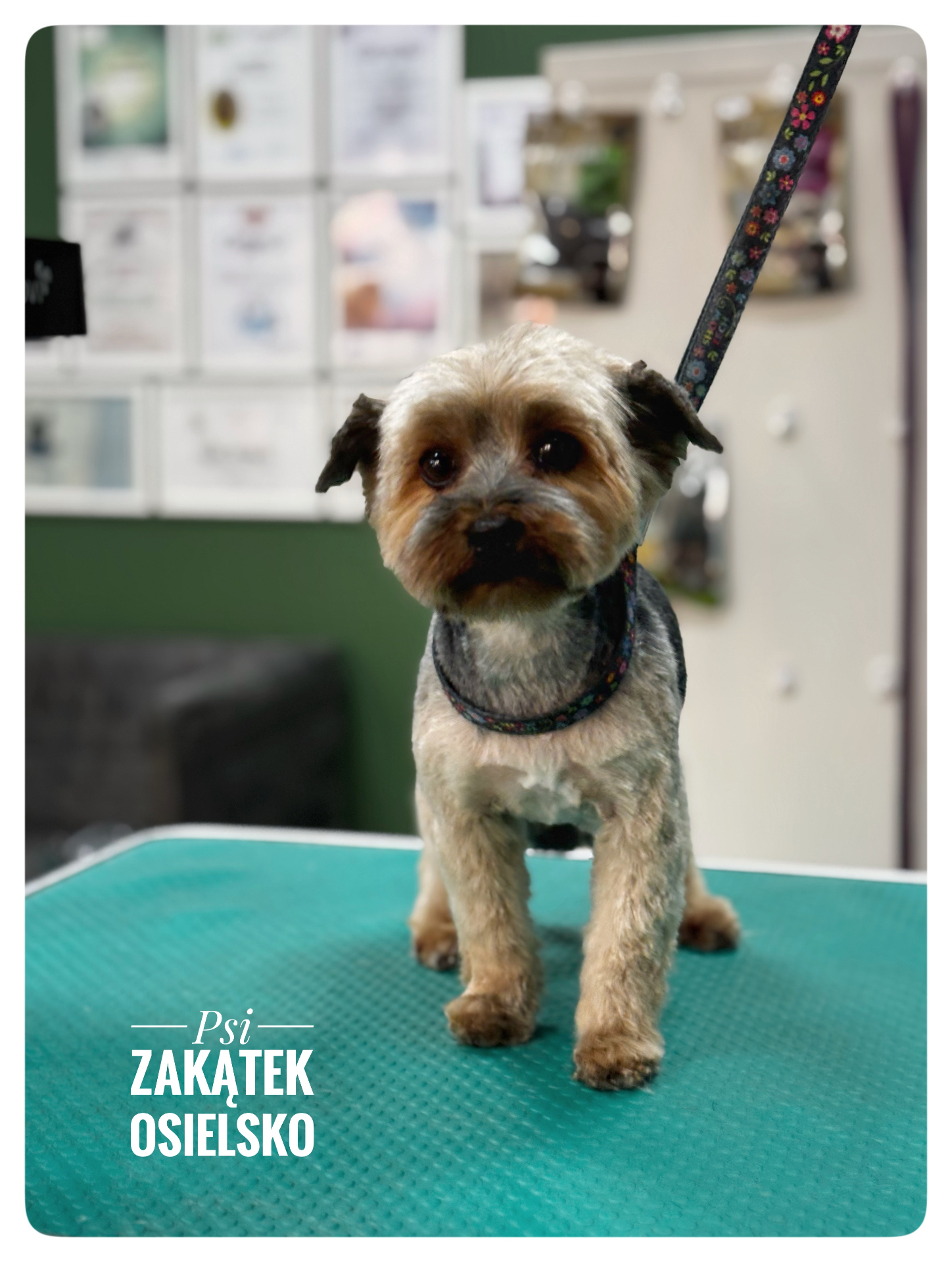 Yorkshire terrier po strzyżeniu na stole groomerskim – Psi Zakątek Osielsko