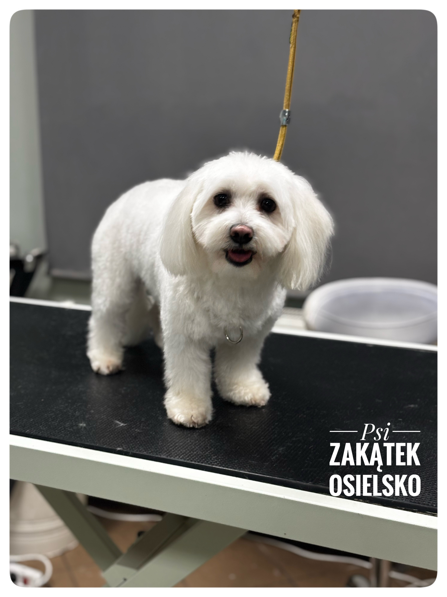 Wnętrze salonu groomerskiego Psi Zakątek w Osielsku