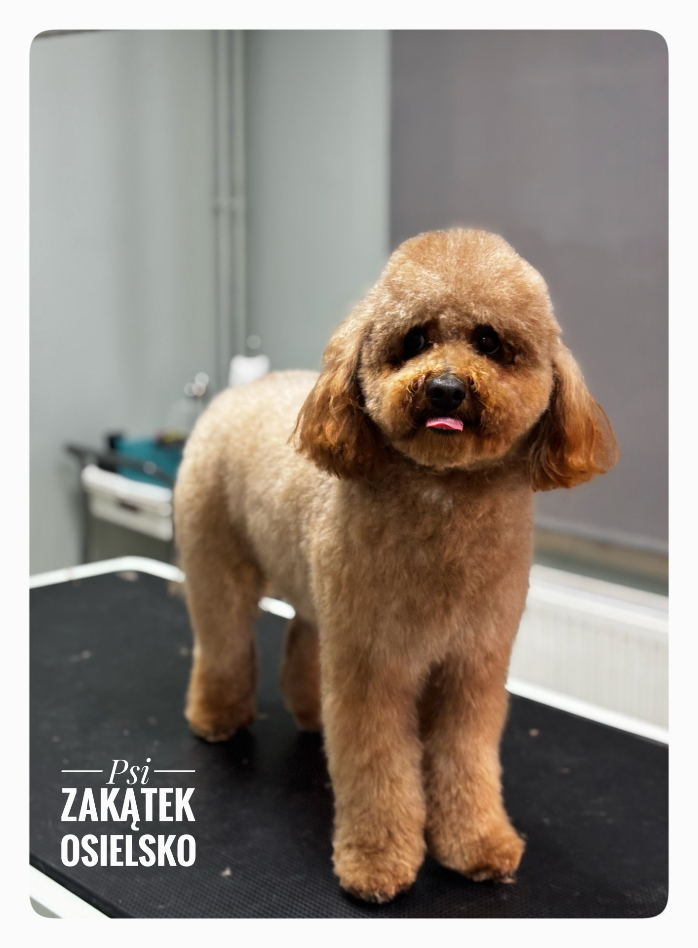 Strzyżenie cavapoo – efekt groomingu w salonie Psi Zakątek Osielsko